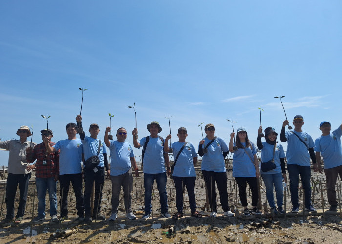 Tanam 2025 Batang Mangrove, Wujud Kecintaan Kalbe Morinaga Indonesia pada Lingkungan